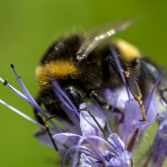 Honey Bee Meadow Mix - Wildflower and Grass Seed Mixture (3 Grams)