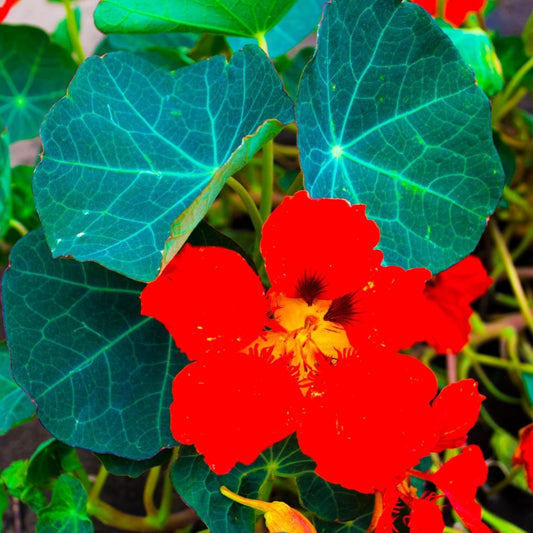 Nasturtium - Empress of India Seeds