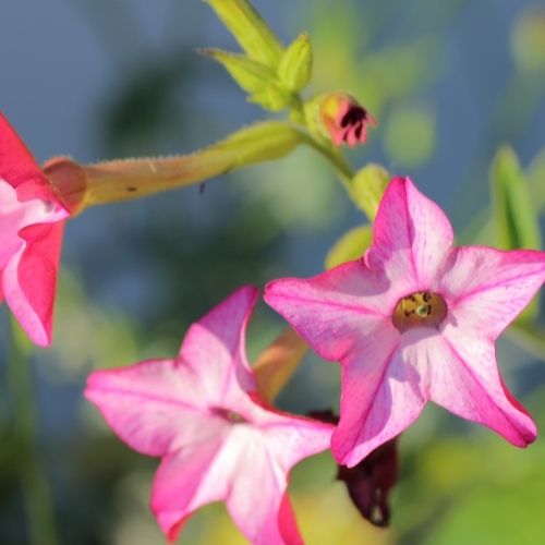 Nicotiana - Sensation Mixed Seeds