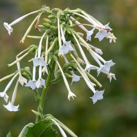 Nicotiana - White Trumpets - Fragrant White - Seeds