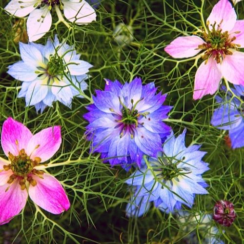 Nigella - Persian Jewels Mixed Seeds