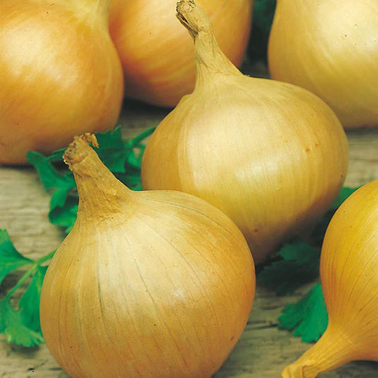 Onion - Bedfordshire Champion Seeds