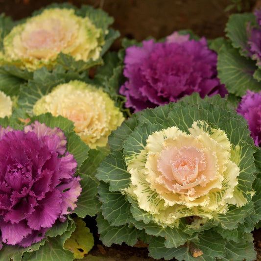 Ornamental Brassica - F1 Nagoya Mixed - 20 Seeds