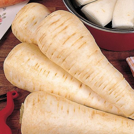 Parsnip - White Gem Seeds