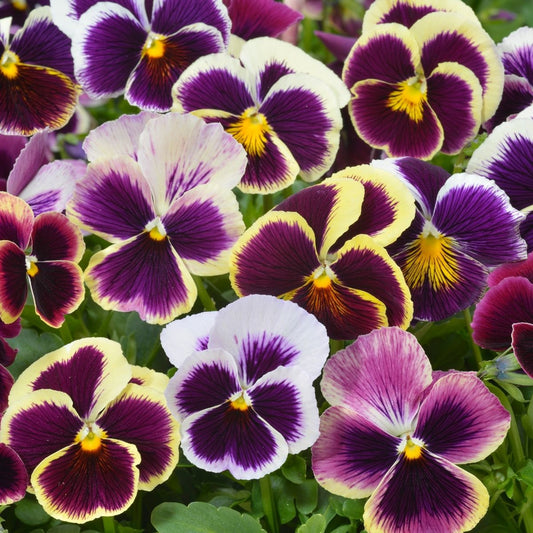 Pansy - Swiss Giant Mixed Seeds