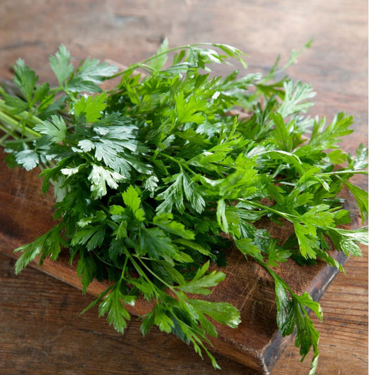 Parsley - Plain leaved Seeds