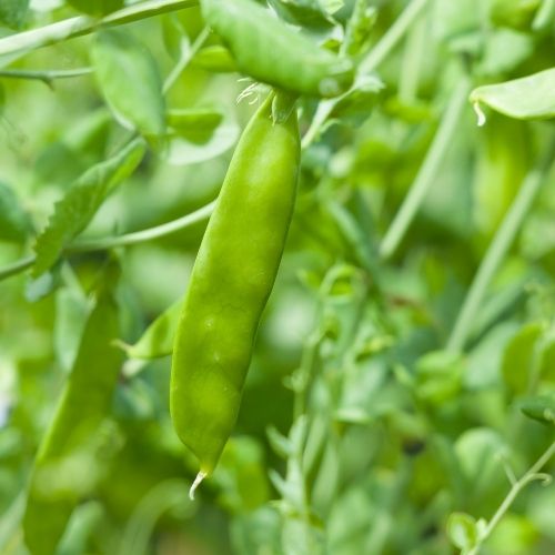 Pea - Mange Tout - Carouby de Maussane Seeds