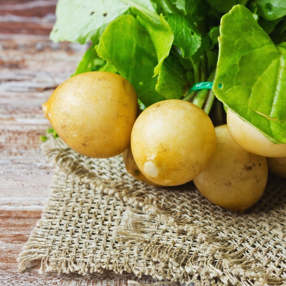 Radish - Zlata Seeds