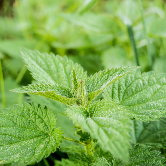 Stinging Nettle - Urtica dioica Wildflower Seeds - Great for Butterflies & Insects