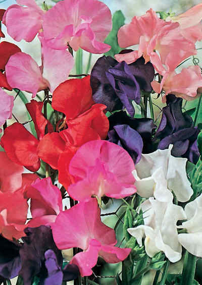 Sweet Pea - Giant Spencer Waved Mixed Seeds