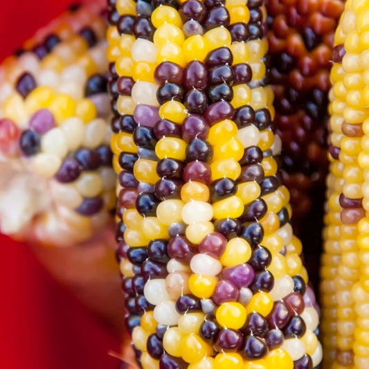 Sweetcorn Ornamental Fiesta Seeds - Multicoloured Seeds