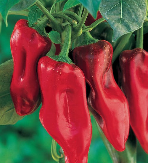 Sweet Pepper - Marconi Red Seeds