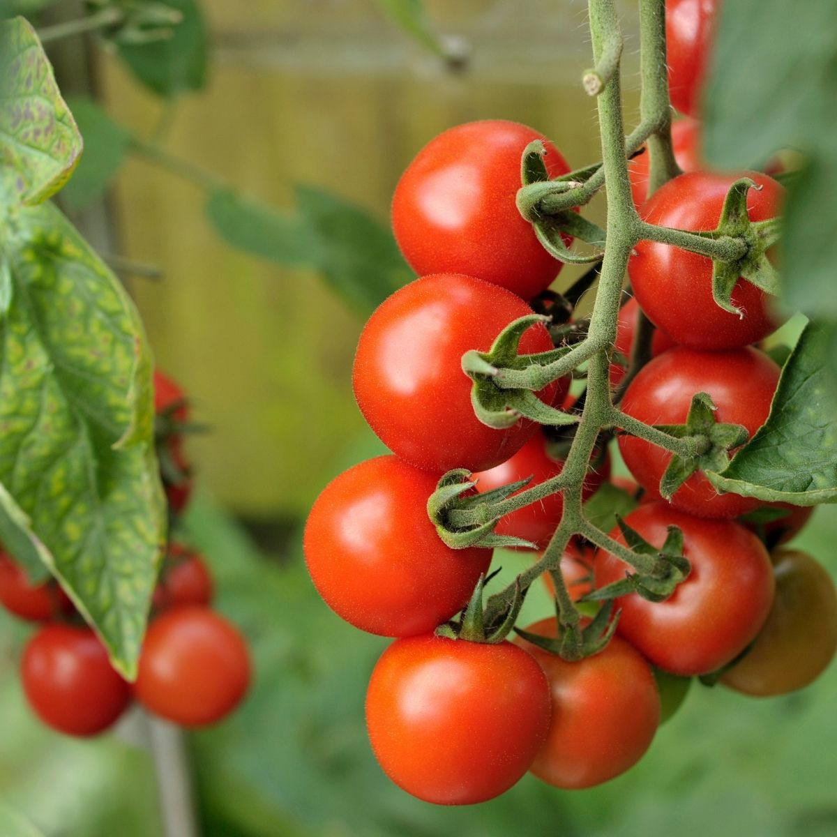 Tomato - Alicante Seeds