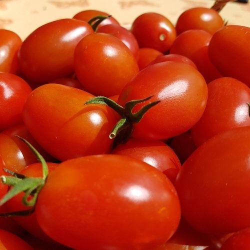 Tomato - Principe Borghese Seeds