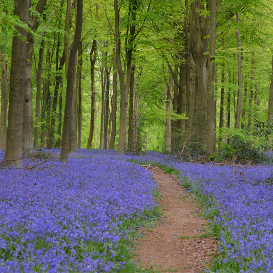 2 Pack Bluebell Seeds - Native English bluebells Seeds Wildflower