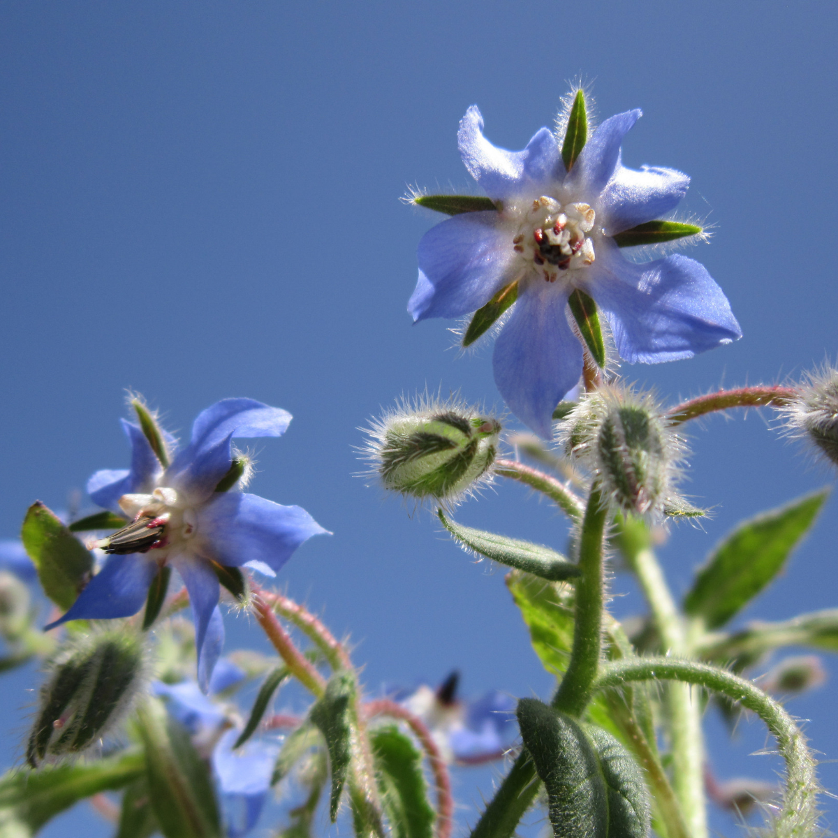 Borage - Borago officinalis Seeds