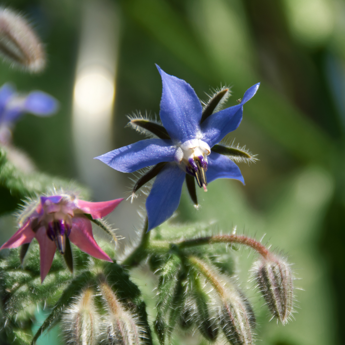 Borage - Borago officinalis Seeds