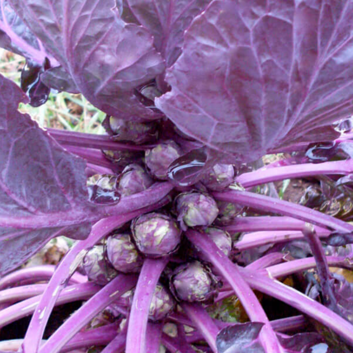 Brussel Sprouts - Red Ball Seeds