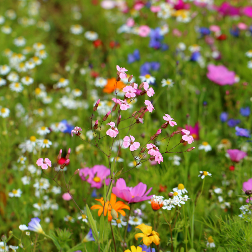 Butterfly & Bee Mix - Summer Flowering