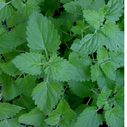 Catnip - Nepeta cataria Seeds