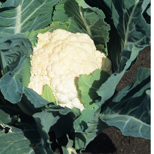 Cauliflower - Autumn Giant Seeds