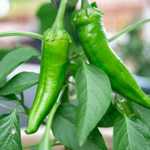 Chilli Pepper - Anaheim Seeds