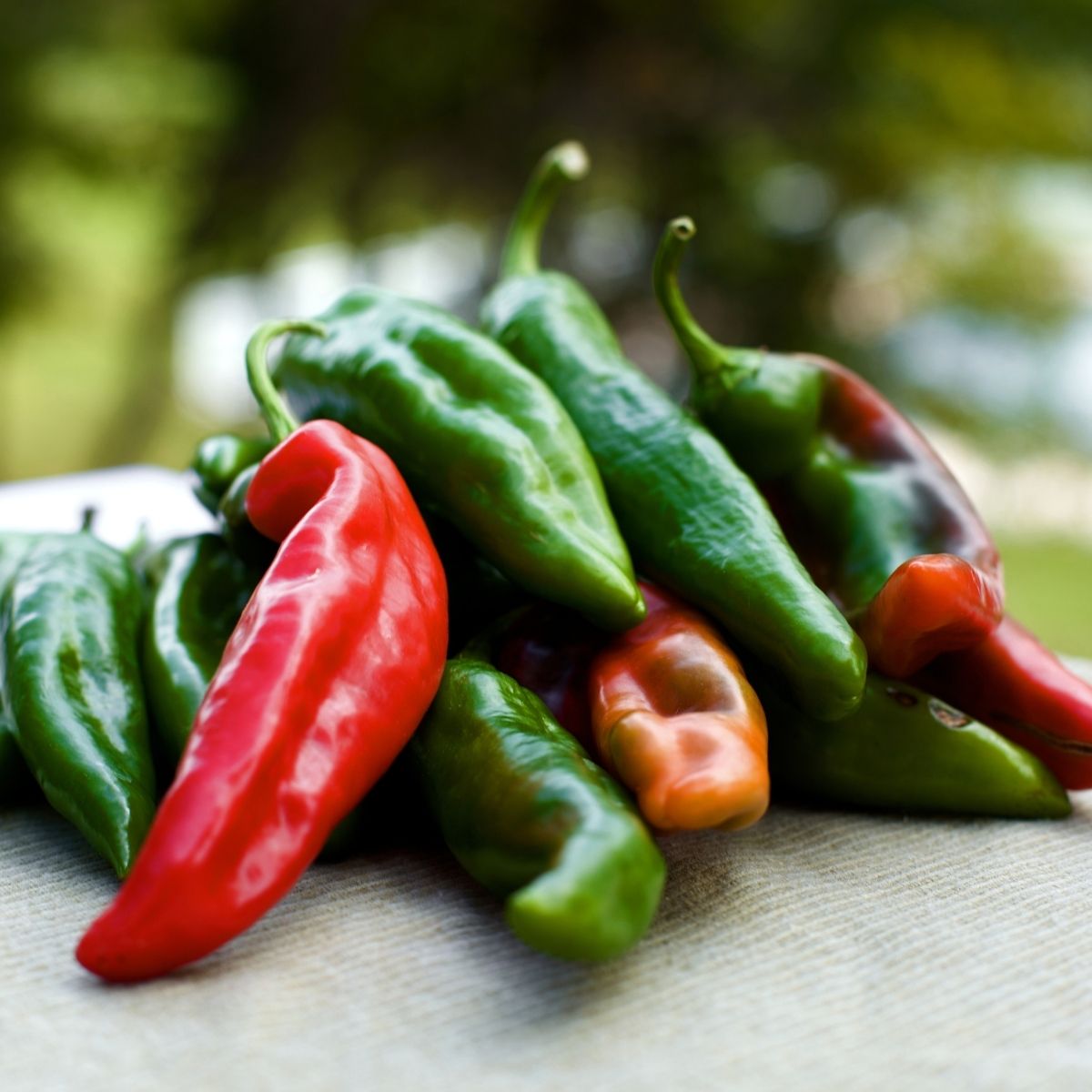 Chilli Pepper - Slim Jim Seeds