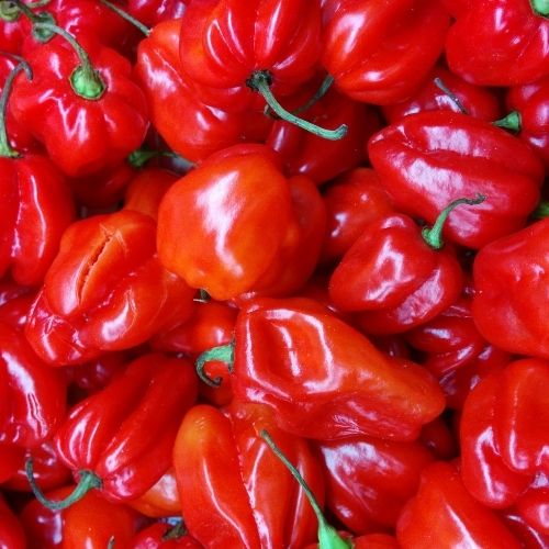 Chilli Seeds Grow Your own Box - Jalapeno, Hungarian Hot Wax, Habanero Orange, Habanero Chocolate, Scotch Bonnet Red, Anaheim Seeds