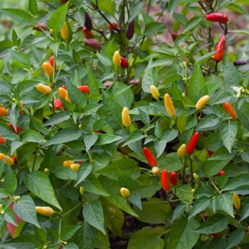 Chilli Pepper - Tabasco Seeds