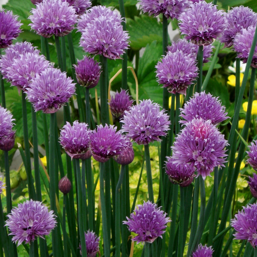 Chives - Allium Schoenoprasum Seeds