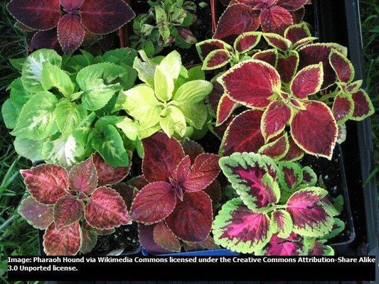 Coleus - Wizard Mixed Seeds