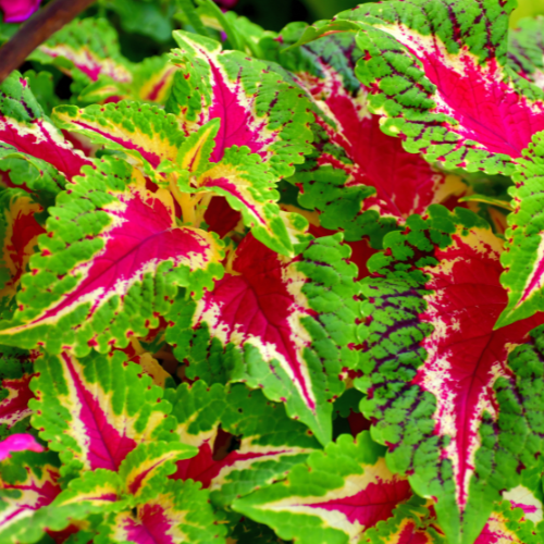 Coleus - Wizard Rose Seeds