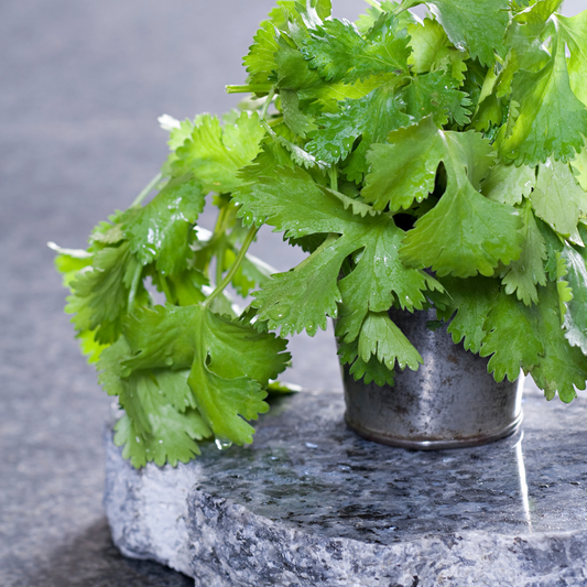 Coriander - Santos Seeds