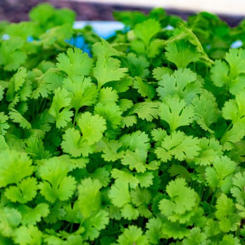 Coriander - Slobolt Seeds