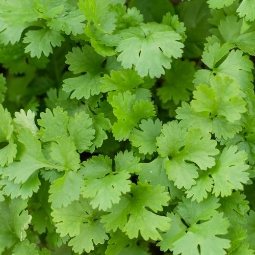 Coriander - Standard Seeds