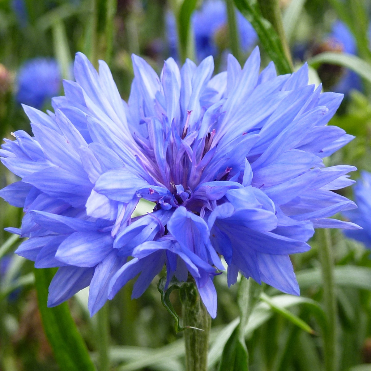 Cornflower - Centaurea Cyanus - Wildflower Seeds