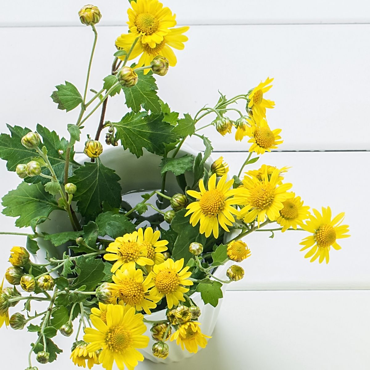 Corn Marigold - Chrysanthemum segetum Wildflower Seeds