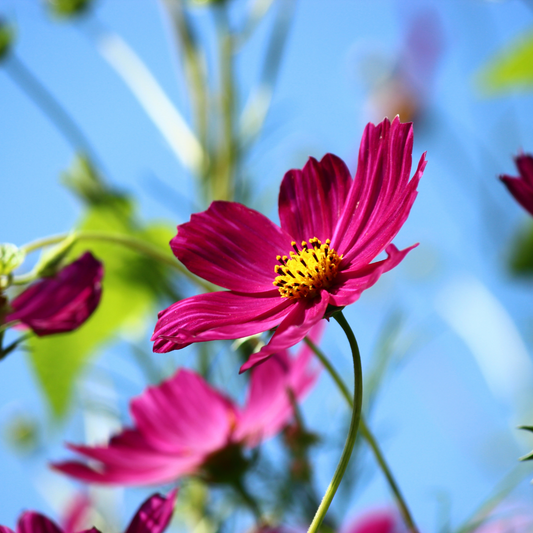 Cosmos - Sensation Mixed Seeds