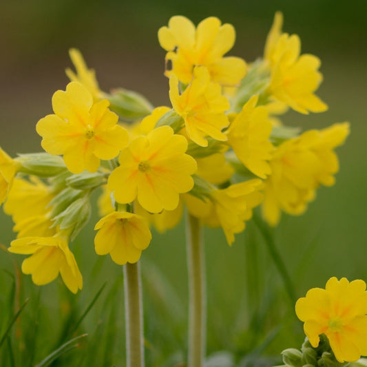 Cowslip - Primula Veris Seeds