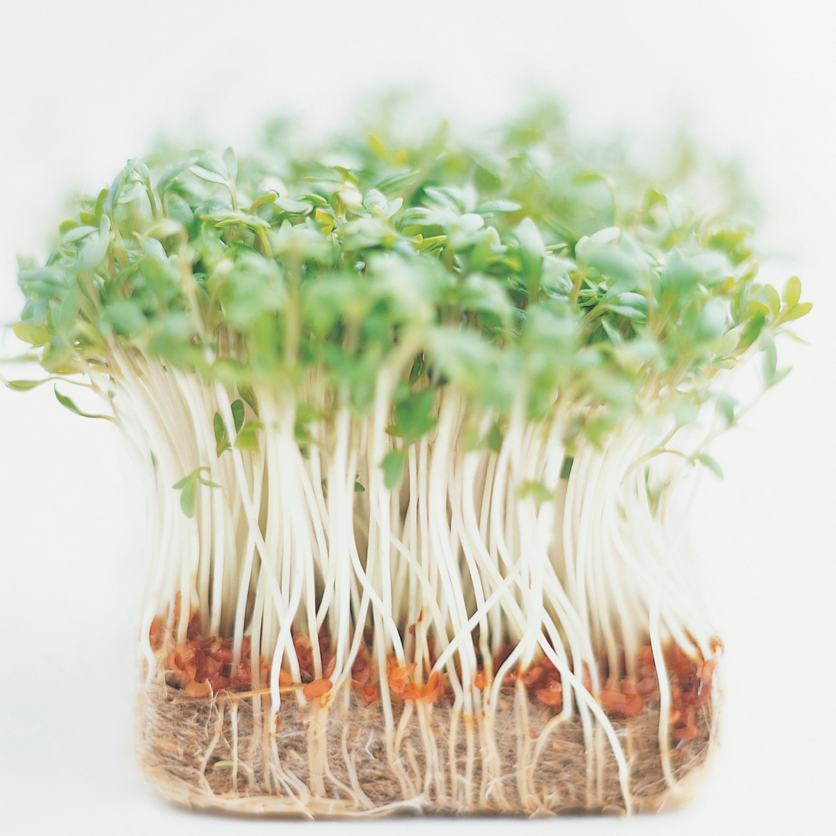 Cress - Common Plain Variety Seeds