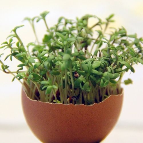 Cress - Fine Curled Seeds