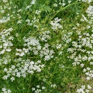 Cumin - Cuminum Cyminum Seeds