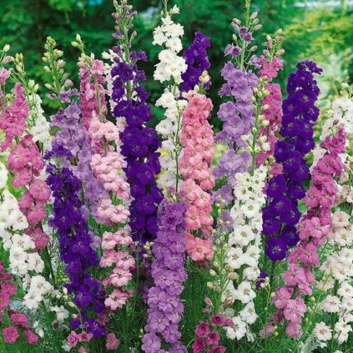 Delphinium - Belladonna Mixed Seeds