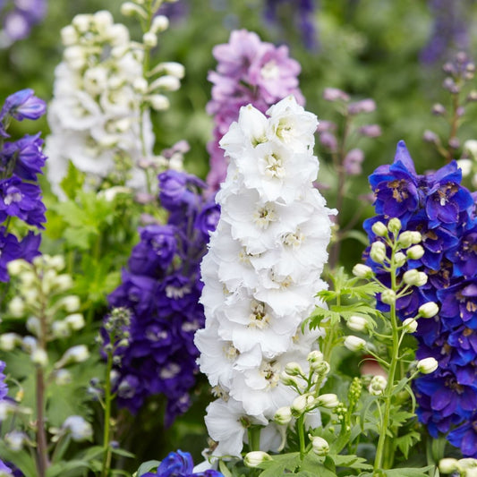 Delphinium - Magic Fountain Mixed Seeds