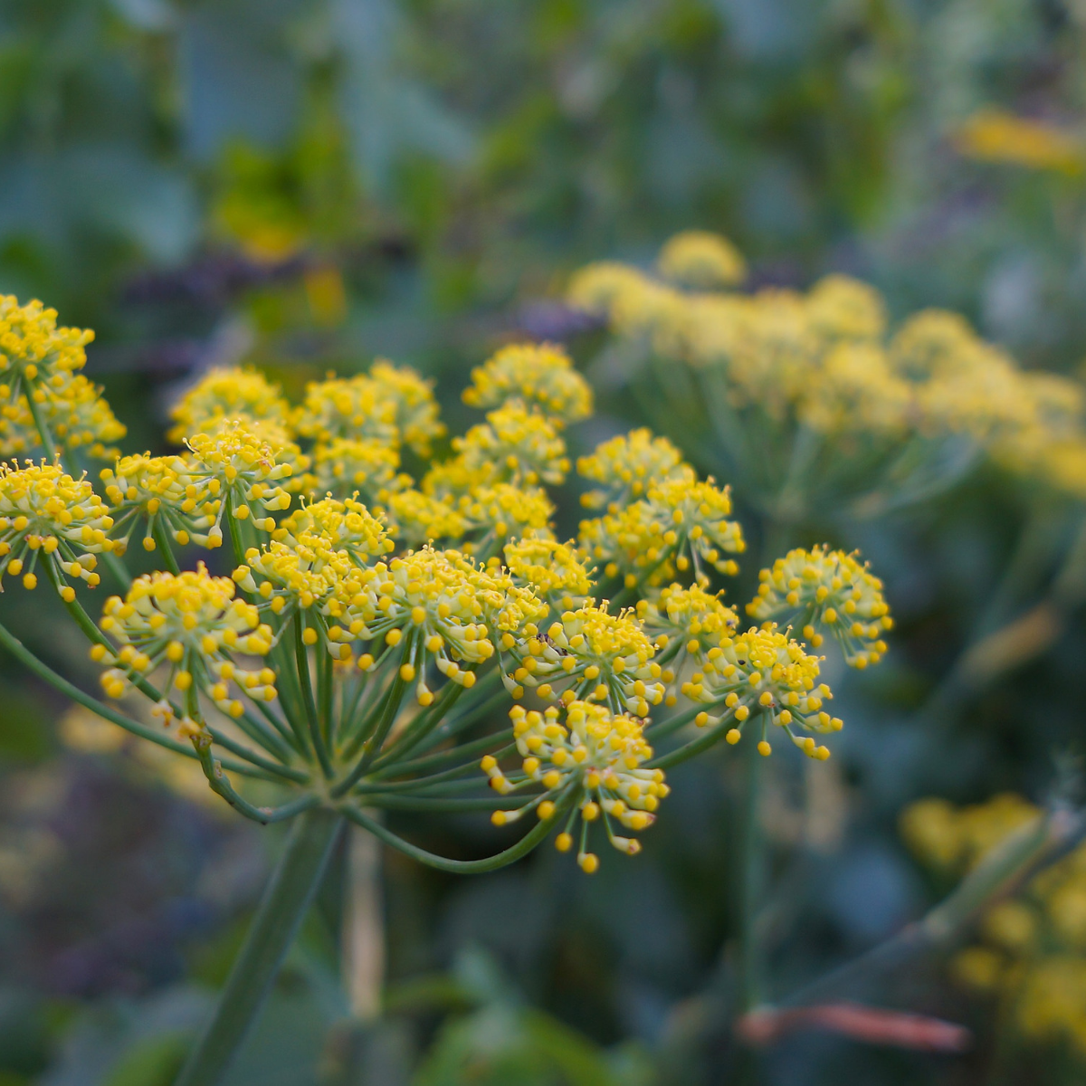 Fennel - Common Garden - Foeniculum Vulgare Seeds