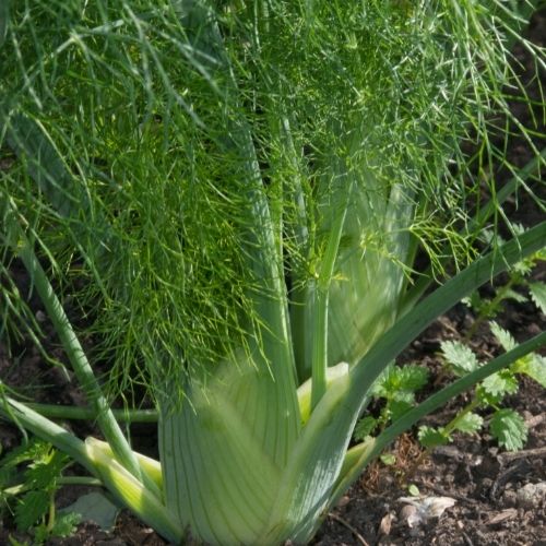 Florence Fennel - Zefa Fino Seeds