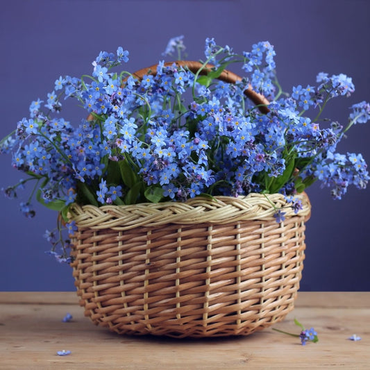 Forget me Not - Myosotis Blue Basket Seeds