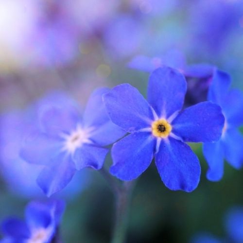 Forget me Not - Myosotis Blue Basket Seeds