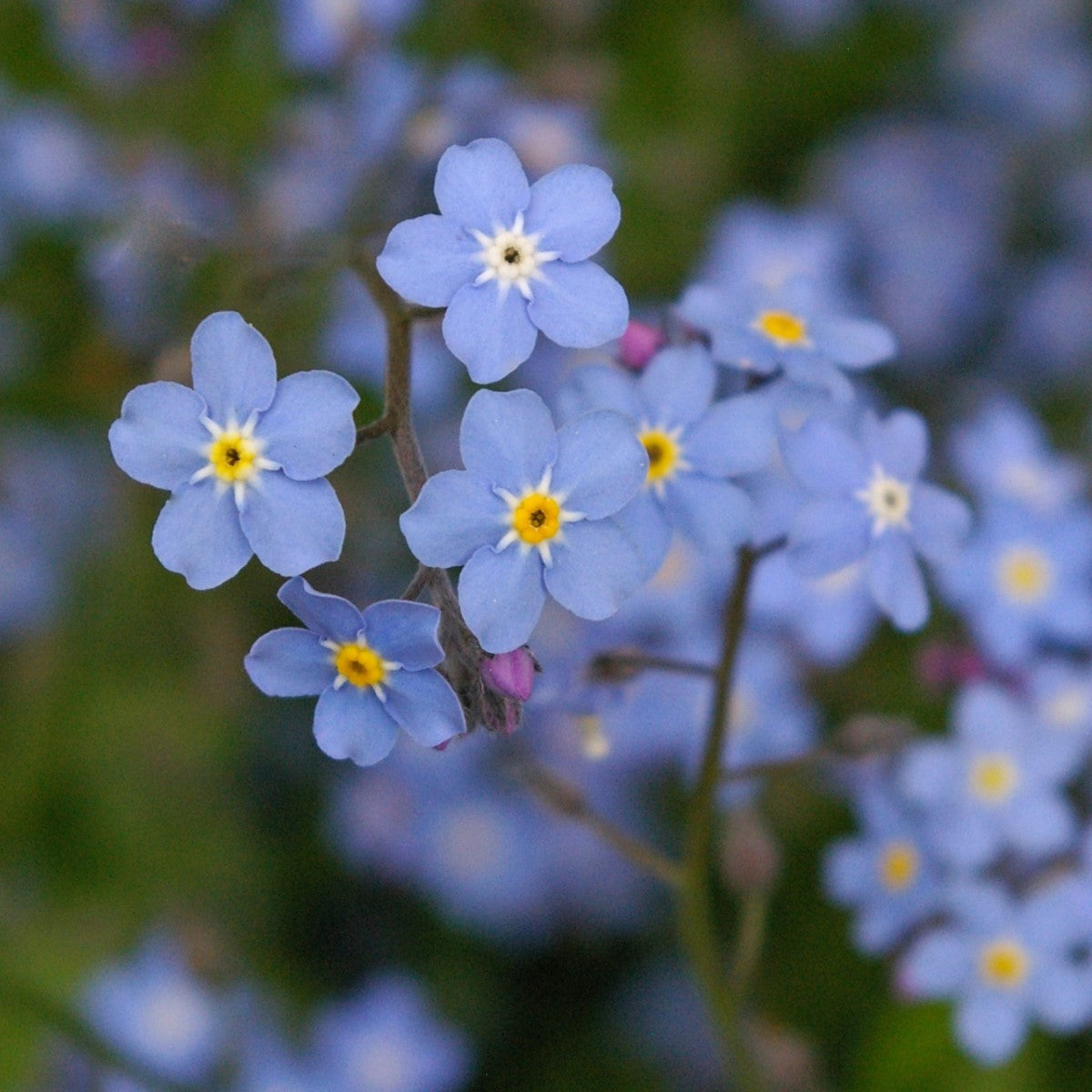 Forget me not Seeds - Myosotis arvensis - Wild Flowers