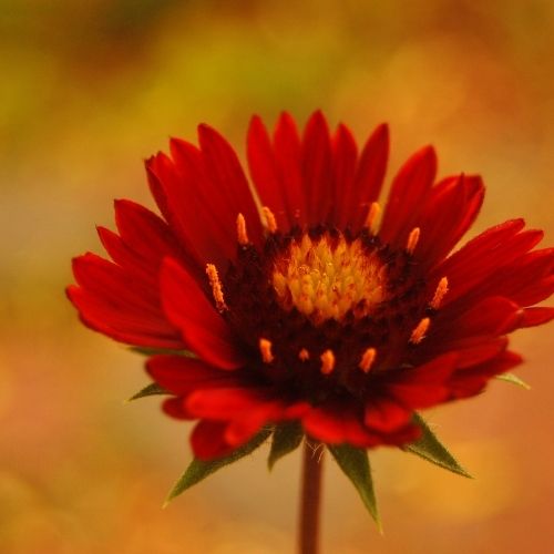 Gaillardia Burgundy - Grandiflora - Red Wine - Seeds